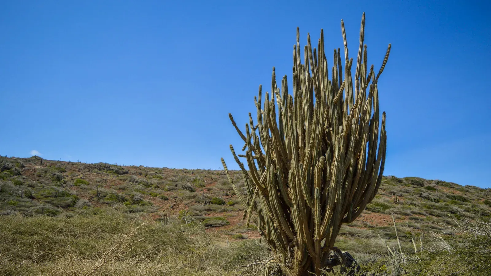 Low White Blood Cell Count: Causes, Optimal Ranges, and 7 Evidence-Based Ways to Support Immune Function