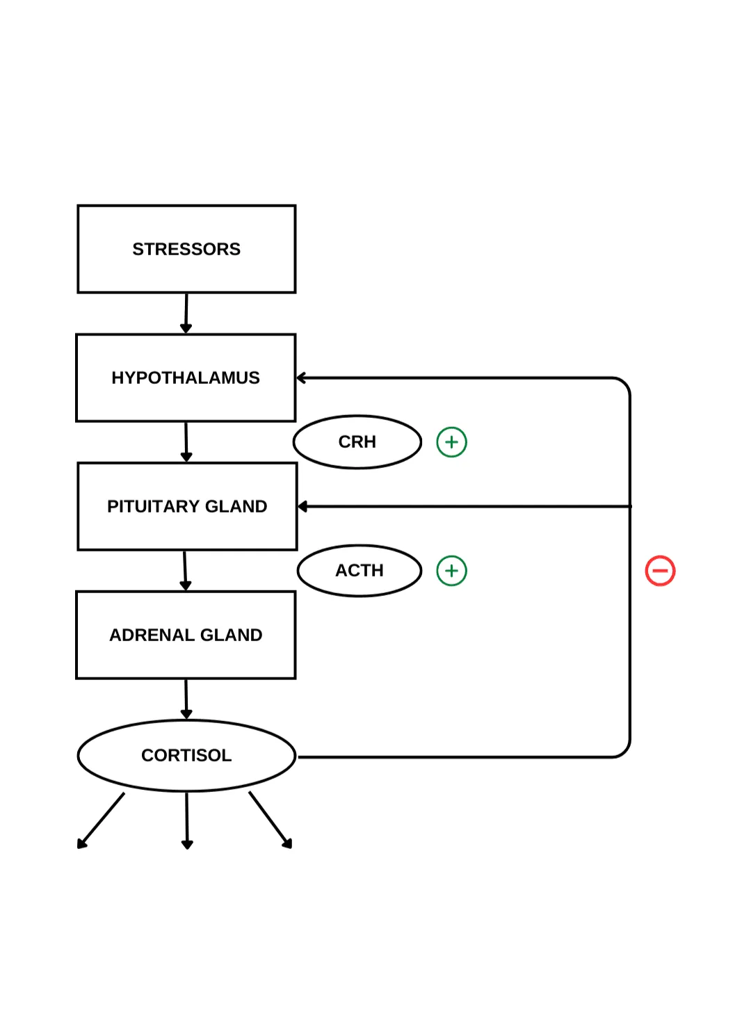 how cortisol is produced