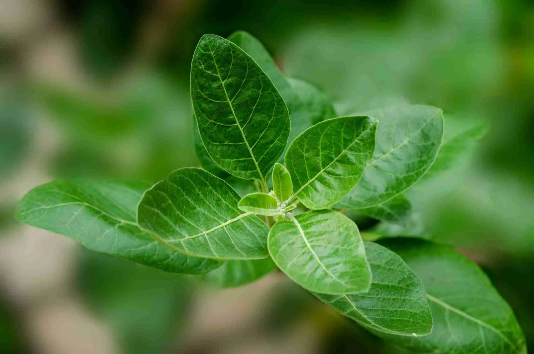 What Is Ashwagandha