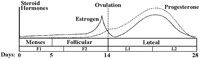 The Ups and Downs of Progesterone Levels