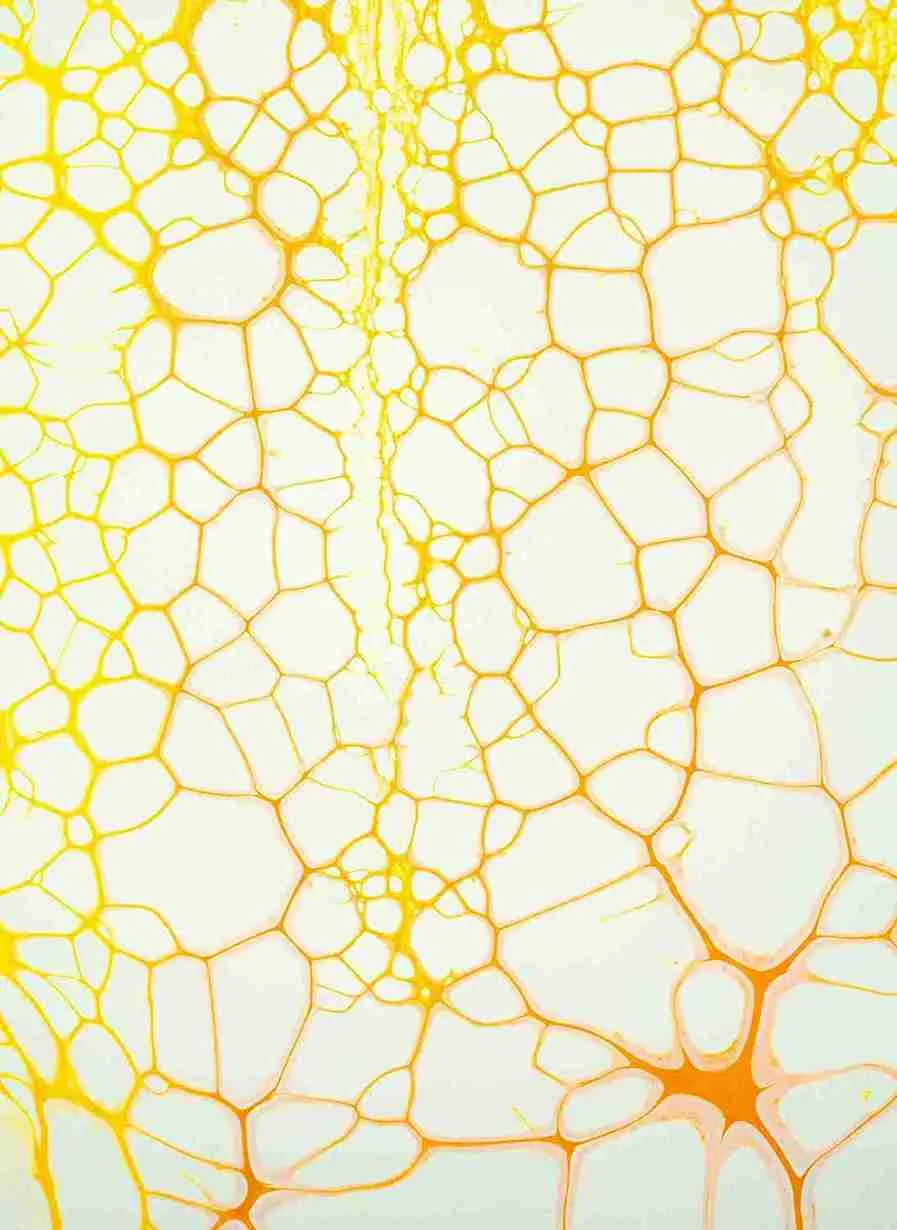 Understanding Metabolic Health